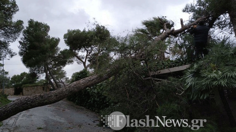 Μεγάλο δέντρο έπεσε από τον δυνατό αέρα στα Χανιά