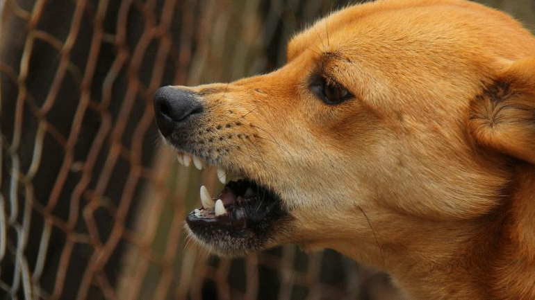 Σκύλος δάγκωσε 11χρονο μαθητή στις Σέρρες