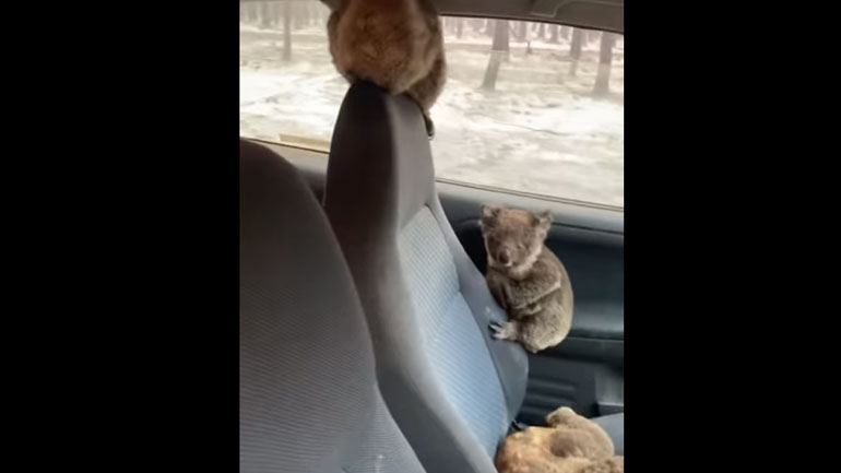 Έφηβοι από την Αυστραλία βάζουν στο αμάξι τους κοάλα για να τα σώσουν από τις φωτιές