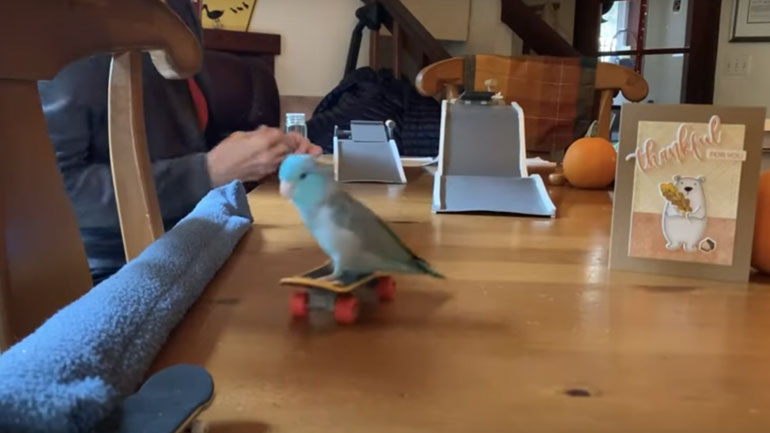 Παπαγαλάκι ή… επαγγελματίας σκέιτ μπόρντερ;