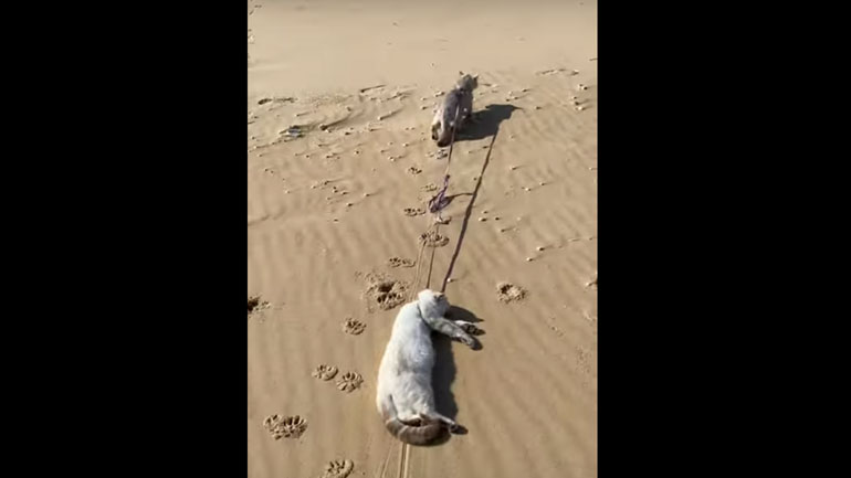 Οι πιο τεμπέλες γάτες του κόσμου πήγαν βόλτα στην παραλία