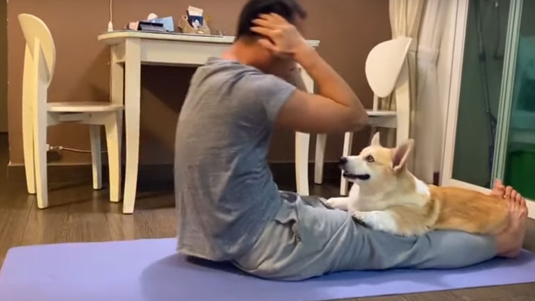 Αυτό το κόργκι είναι ο καλύτερος προπονητής στον κόσμο