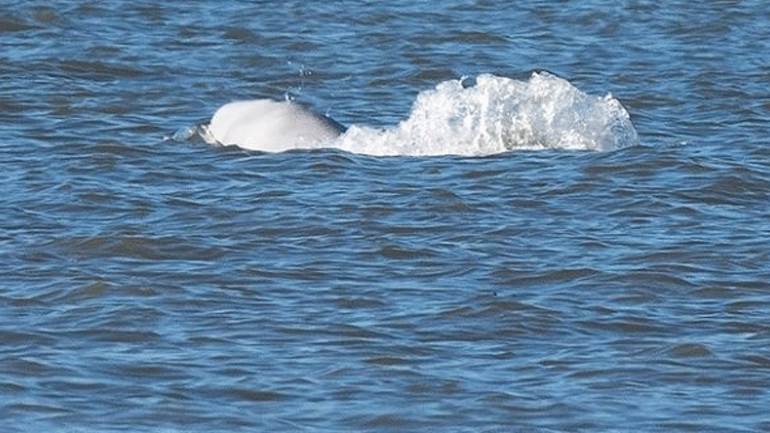 Ρωσία: Οι πρώην φυλακισμένες φάλαινες και όρκες μεταναστεύουν προς τις νότιες θάλασσες