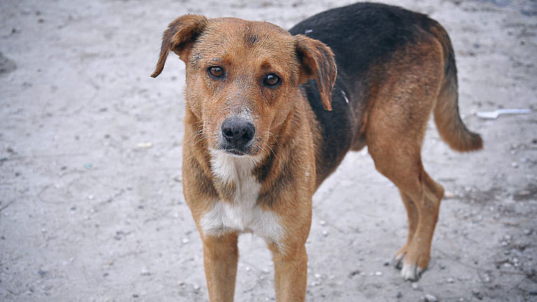 Καμπάνια για την προστασία των ζώων στη Θεσσαλονίκη
