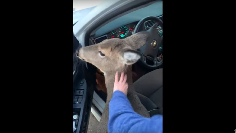 ΗΠΑ: Αξιολάτρευτο ελάφι έκλεψε την καρδιά των περαστικών