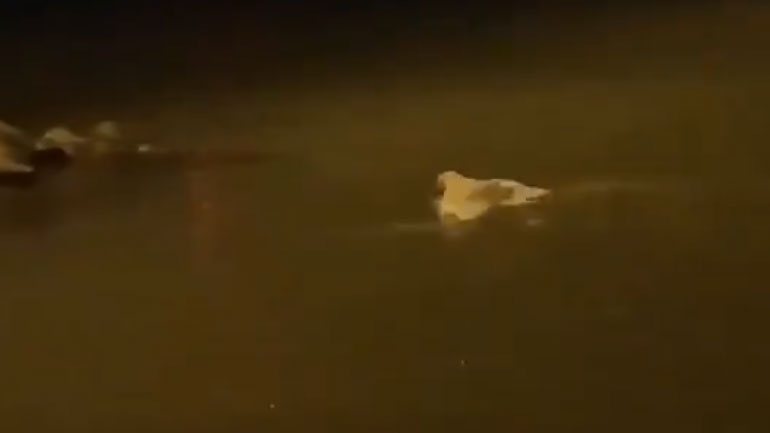 Κατάλευκη κουκουβάγια πάει για… κολύμπι