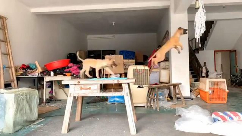 Κουτάβια κάνουν κούνια