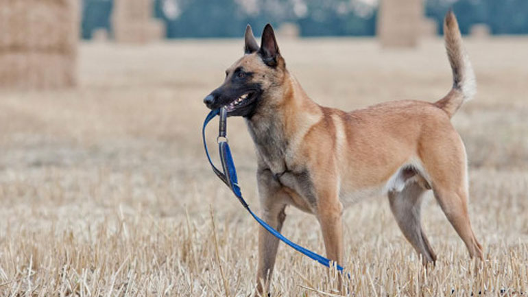 Ελβετία: Γυναίκα σκοτώθηκε από τον σκύλο της