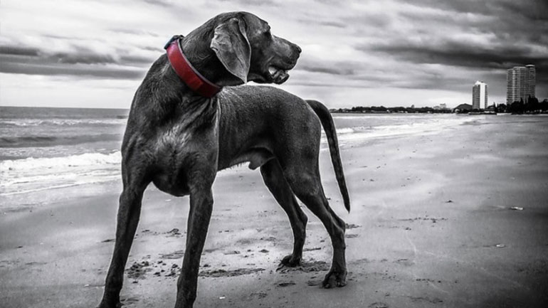 Οι σκύλοι διαισθάνονται τα φυσικά φαινόμενα