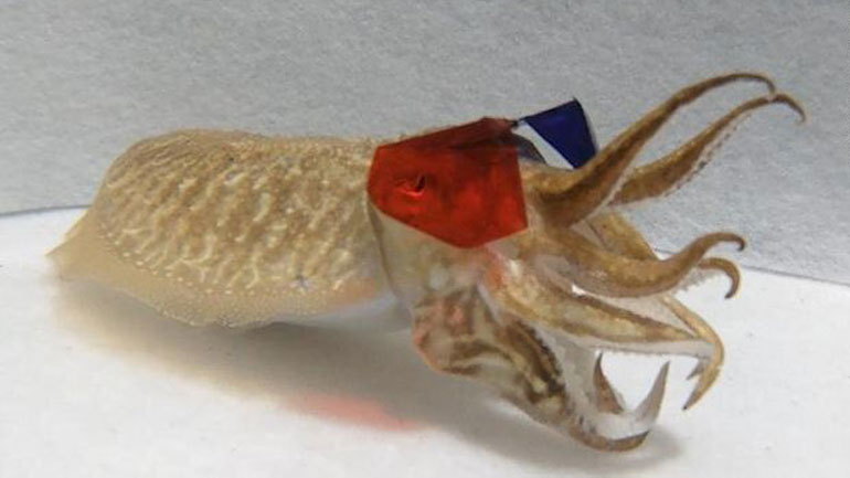 Επιστήμονες έβαλαν 3D γυαλιά σε… σουπιά και της έδειξαν βίντεο