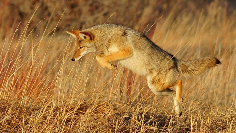 Κογιότ τραυμάτισε 5χρονο αγόρι και άνδρα στο Σικάγο