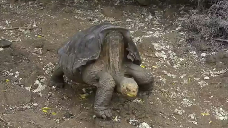 Χελώνα με… υπερσεξουαλική δραστηριότητα επιστρέφει στα Γκαλαπάγκος