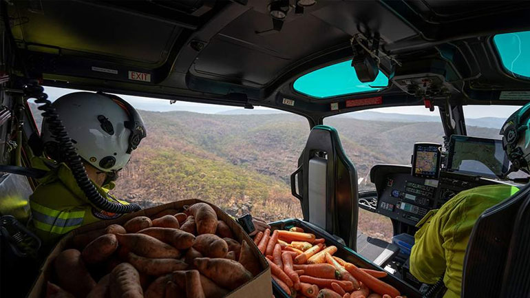 Αυστραλία: Ελικόπτερα πετούν τροφή σε καγκουρό που λιμοκτονούν