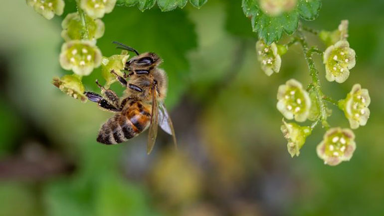 Η ΕΕ απαγόρευσε εντομοκτόνο που θεωρείται επιβλαβές για τις μέλισσες