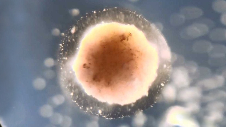 Κατασκευάστηκε το πρώτο ζωντανό ρομπότ