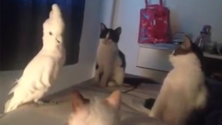 Μυστικός παπαγάλος