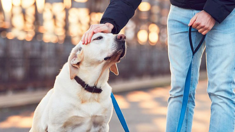 Τα σκυλιά μας χαρίζουν πολλά χρόνια ζωής!