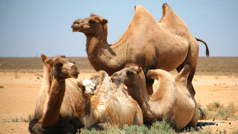 Η Αυστραλία σκότωσε 5.000 καμήλες καθώς «απειλούσαν» τον τοπικό πληθυσμό εν μέσω ξηρασίας