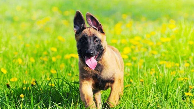 Γαλλία: Έξι μήνες φυλάκιση για άνδρα που σκότωσε σκύλο