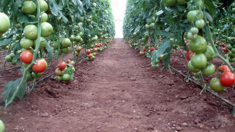 Χανιά: Συνελήφθη 25χρονος που έκλεψε από θερμοκήπιο 1.100 κιλά ντομάτες