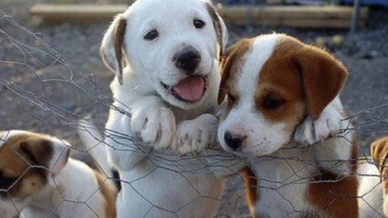 Kαταφύγιο για τα αδέσποτα στο Λάκκωμα Θεσσαλονίκης