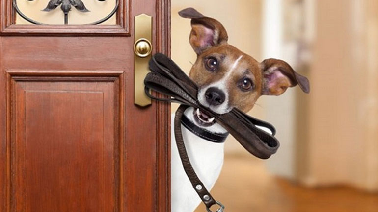 Μήπως έχετε παραμελήσει τον σκύλο σας; Πώς θα το καταλάβετε;