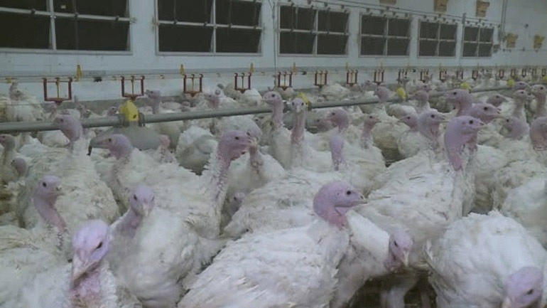 Τσεχία: Κρούσματα του ιού H5N8 της γρίπης των πτηνών