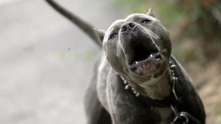 Βόλος: Πίτμπουλ κατασπάραξε την ιδιοκτήτριά του όταν κατάλαβε πως είναι νεκρή