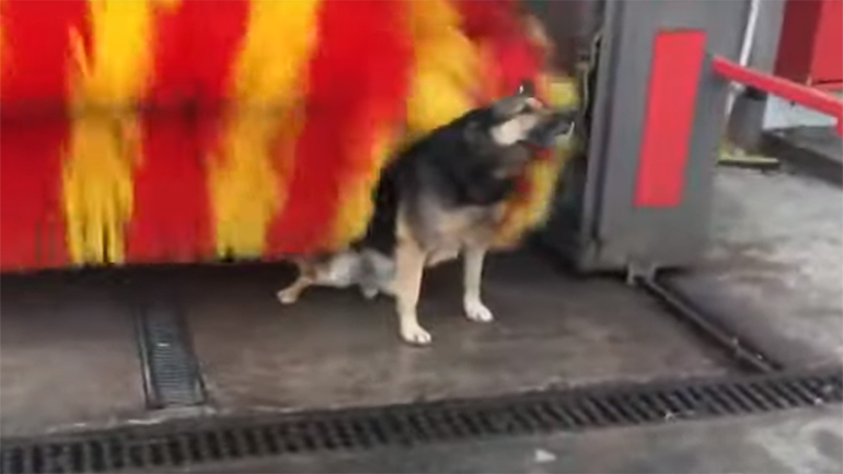 Τι αισθάνεται ένας σκύλος όταν… γνωρίζει μία βούρτσα πλυντηρίου αυτοκινήτων