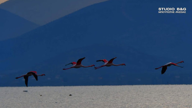 Χειμωνιάτικη επίσκεψη φλαμίνγκο στο Ναύπλιο