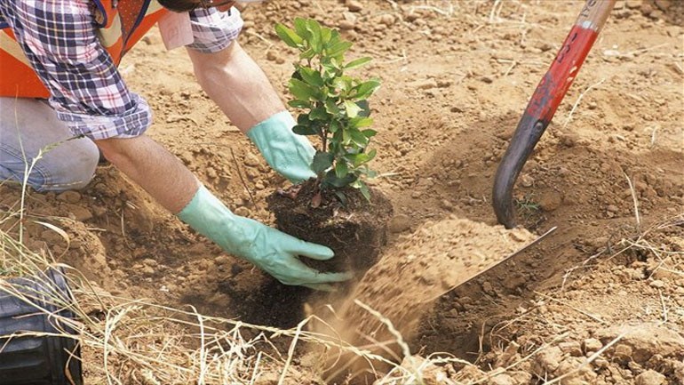 Αναδάσωση στην Πεντέλη από δώδεκα δήμους