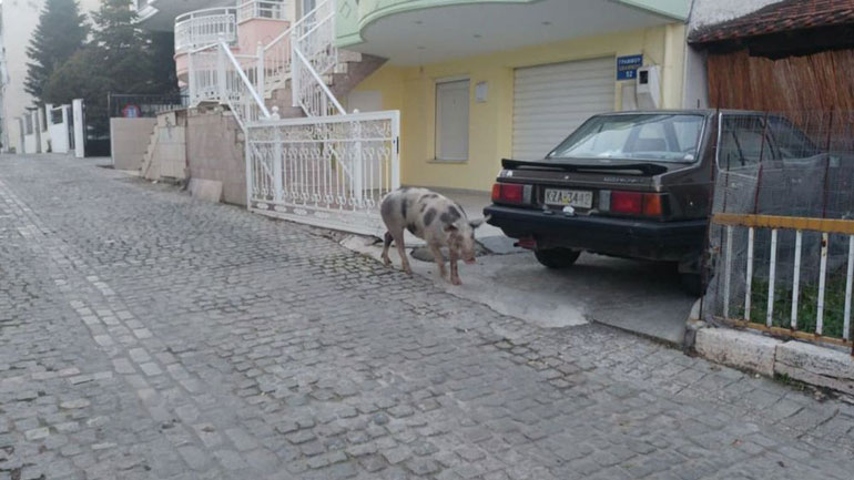 Γουρούνι βγήκε… βόλτα στους δρόμους της Κοζάνης
