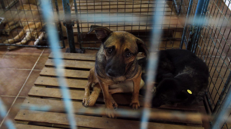 Η Συνομοσπονδία Ζωοφιλικών Σωματείων Ελλάδας για τις παράνομες μεταφορές αδέσποτων στο εξωτερικό