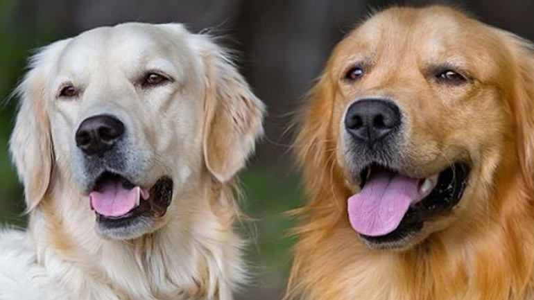 Ο σκύλος καταλαβαίνει τι ώρα είναι από τις μυρωδιές