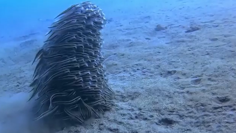 Τα ριγωτά γατόψαρα κινούνται σαν μια μεγάλη μάζα