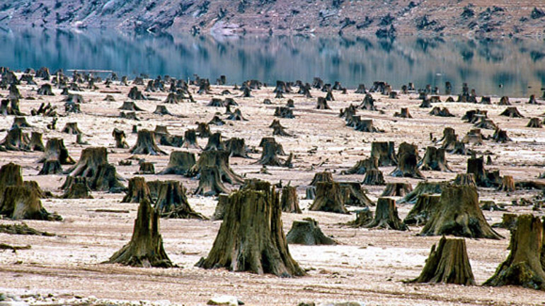 «Πληγή» για το περιβάλλον η παράνομη υλοτομία στη Βοσνία-Ερζεγοβίνη
