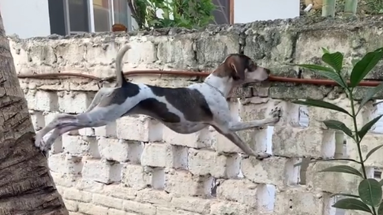 Ένας πολύ περίεργος σκύλος