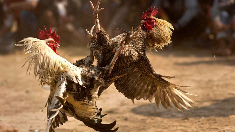 Ινδία: Άνδρας πέθανε από επίθεση κόκορα σε παράνομη κοκορομαχία