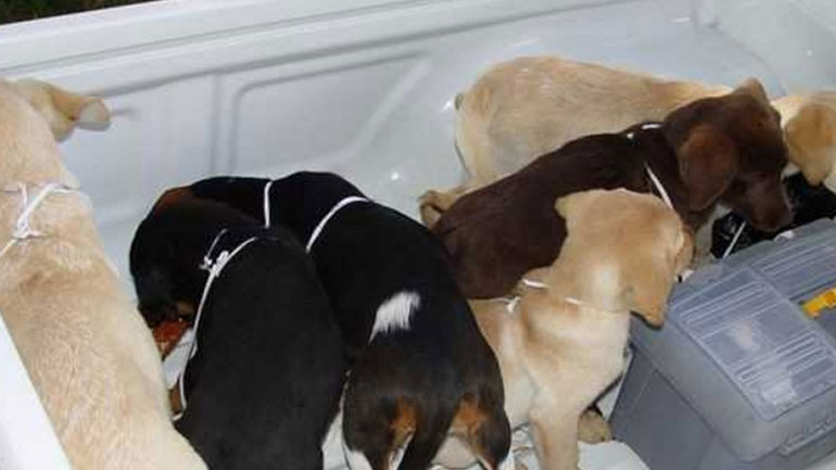 Ισπανία: Η αστυνομία απελευθέρωσε εκατοντάδες σκυλιά από παράνομες φάρμες κουταβιών