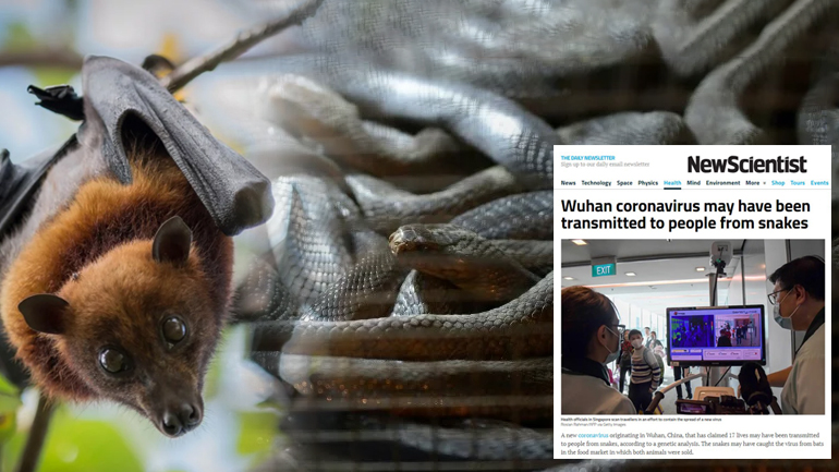 Φίδια και νυχτερίδες οι ξενιστές του κοροναϊού