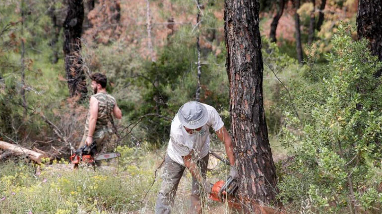 Θεσσαλονίκη: Υλοτόμηση στις δασικές εκτάσεις του δήμου Ωραιοκάστρου για το φλοιοφάγο έντομο