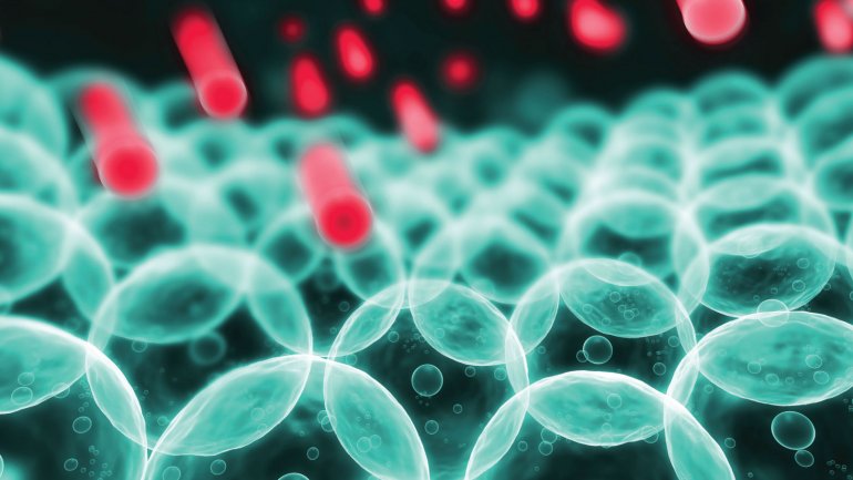 Προκαλείται η γήρανση από τις ελεύθερες ρίζες;