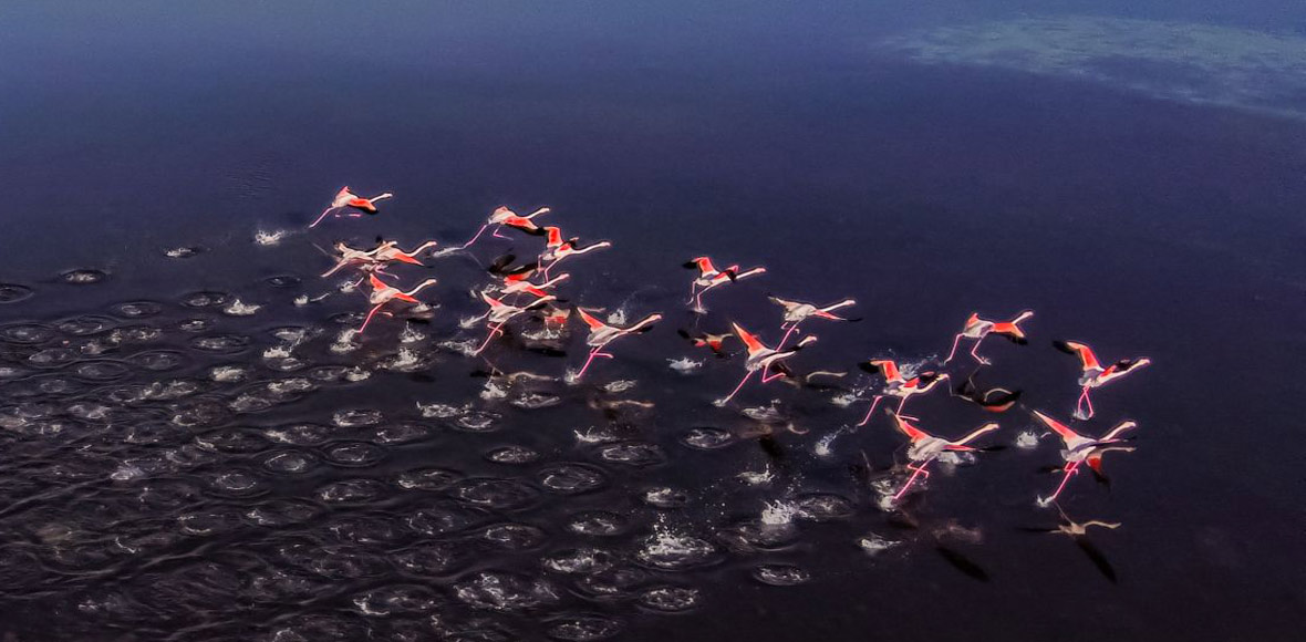 Φλαμίνγκο στη Στυλίδα