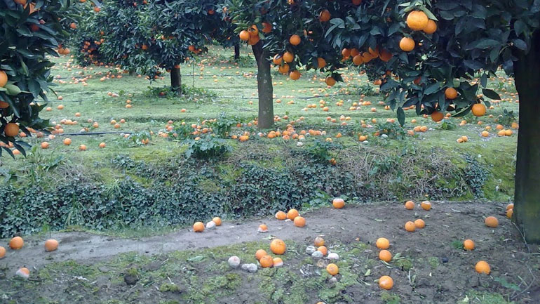 Πορτοκάλια στα αζήτητα στον κάμπο των Χανίων