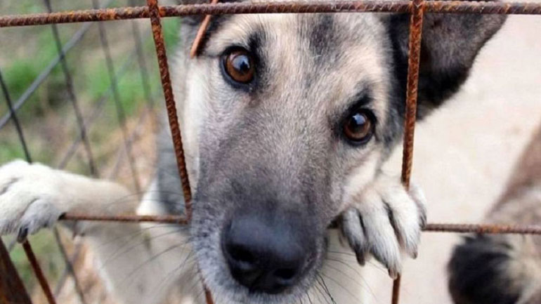 Τουρκία: Δεκαετής κάθειρξη για τρεις άνδρες που δηλητηρίασαν αδέσποτα σκυλιά