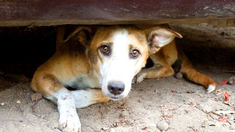 Φθιώτιδα: Εκδικάστηκαν δύο περιπτώσεις κακοποίησης ζώων