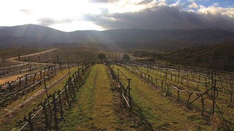 Η κλιματική αλλαγή απειλεί και το κρασί
