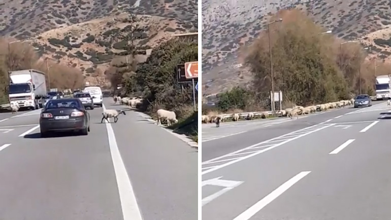 Κρήτη: Πρόβατα βγήκαν στην Εθνική Οδό