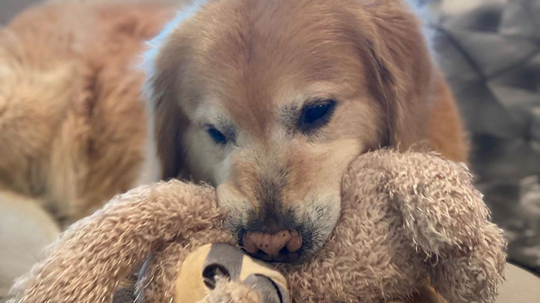 ΗΠΑ: Άνδρας αγόρασε διαφημιστική πινακίδα 6 εκατ. για να ευχαριστήσει τους κτηνιάτρους που έσωσαν τον σκύλο του