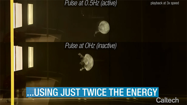 Αυτή είναι η πρώτη βιονική μέδουσα!